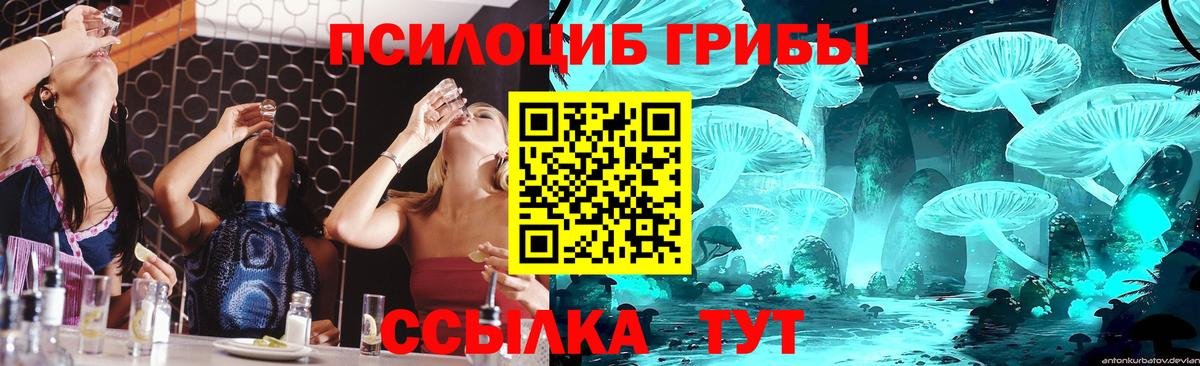сколько стоит  Вход с VPN  Белово  Псилоцибиновые грибы Cubensis 